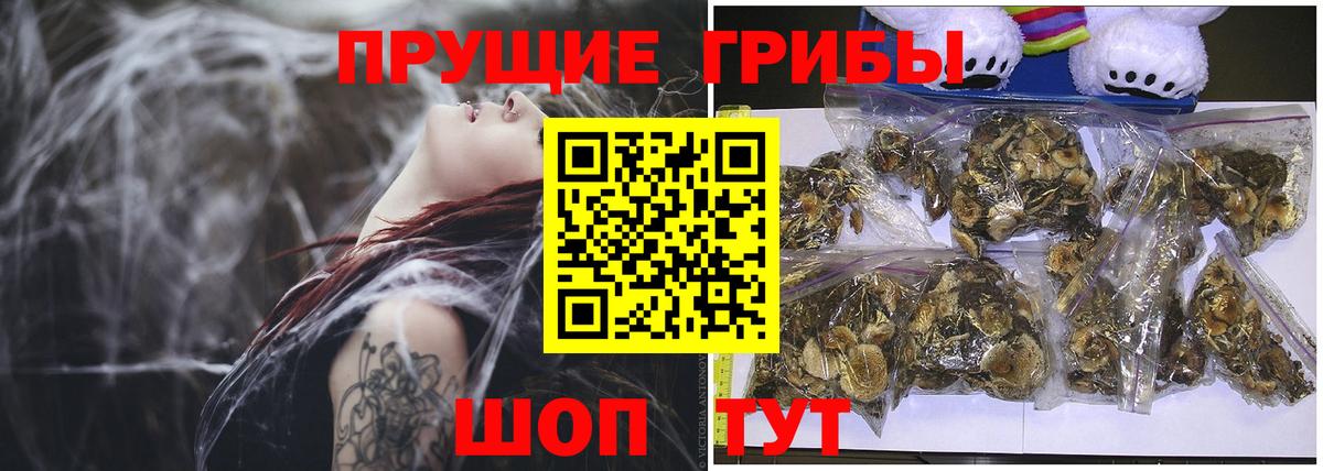 Галлюциногенные грибы Psilocybe Строитель